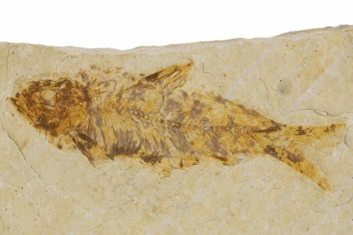 Detailed Fossil Fish (Knightia) - Wyoming #318623